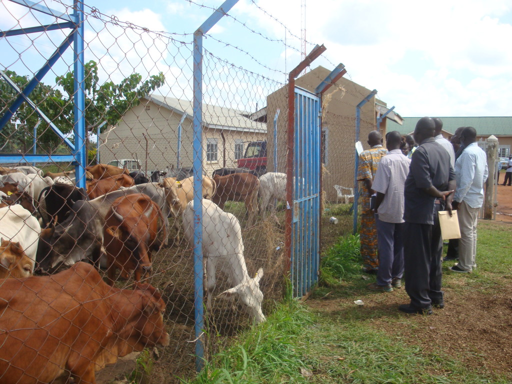 Amuru Residents Get 101 Cattle Under Restocking Program