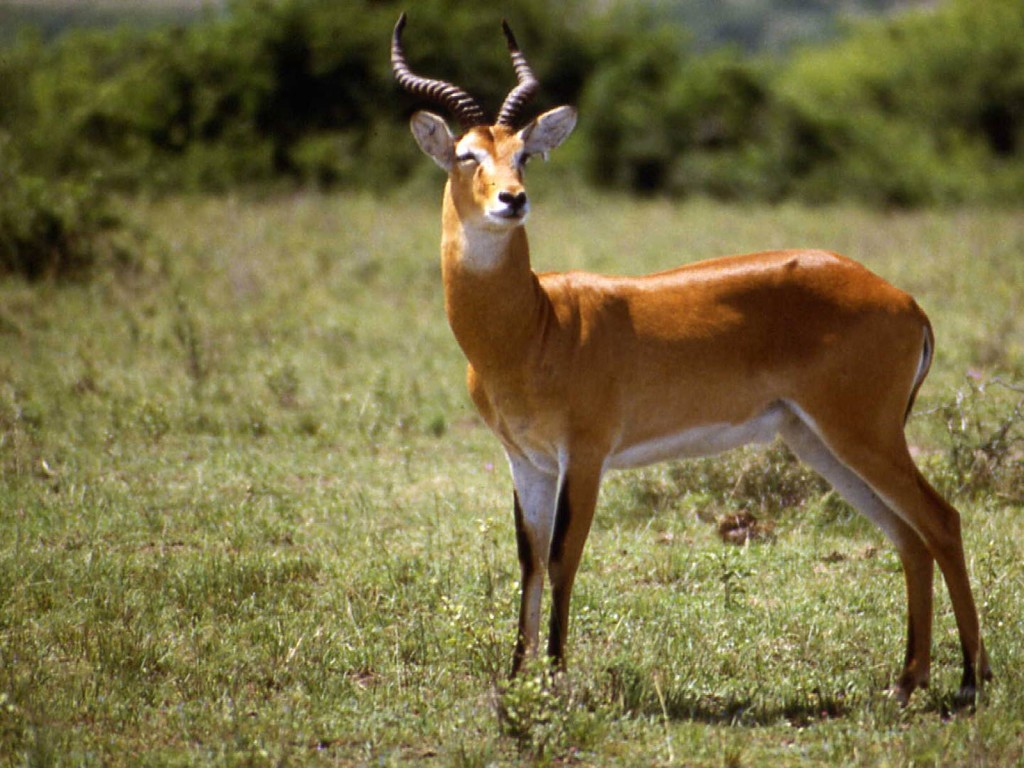 1.6 million shilling or 12 months in Jail for Nwoya Poacher