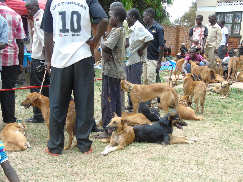 35,000 Dogs Vaccinated Against Rabies In Gulu