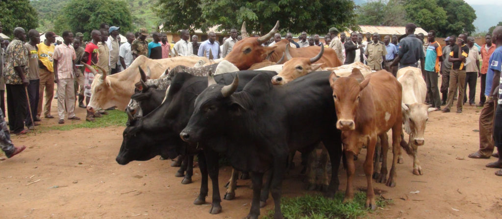 Stray Lions Invade Amuru, Gulu Districts, Kill 11 cattle