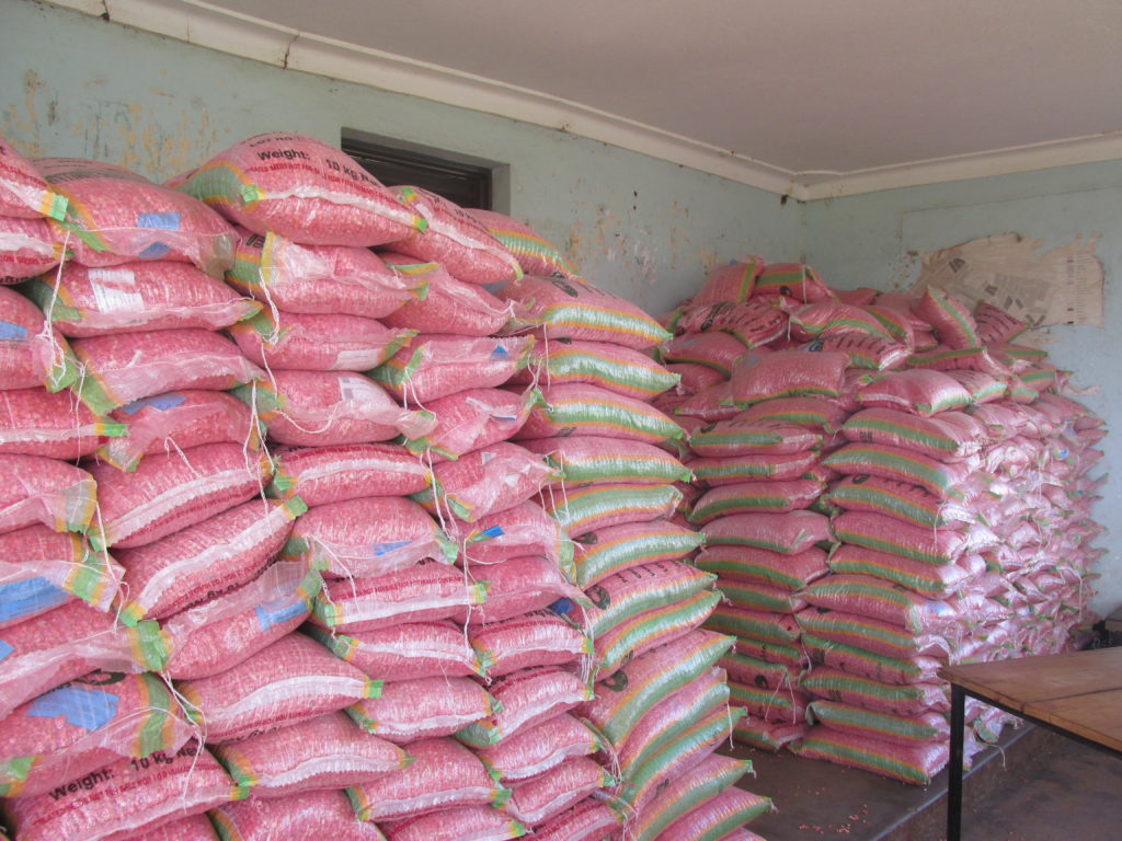 Nwoya Receives 56,480 kilograms of Maize Seedling