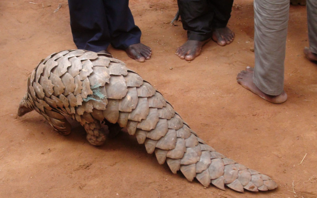Pangolins Rescued in Kitgum, Excites Public