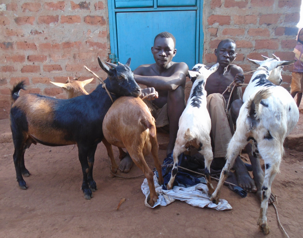 Nwoya Village Passes Bylaw Against Goat Theft