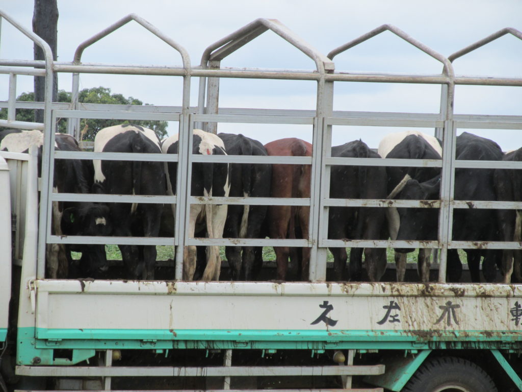 Nwoya Gets 37 Calves Under Operation Wealth Creation