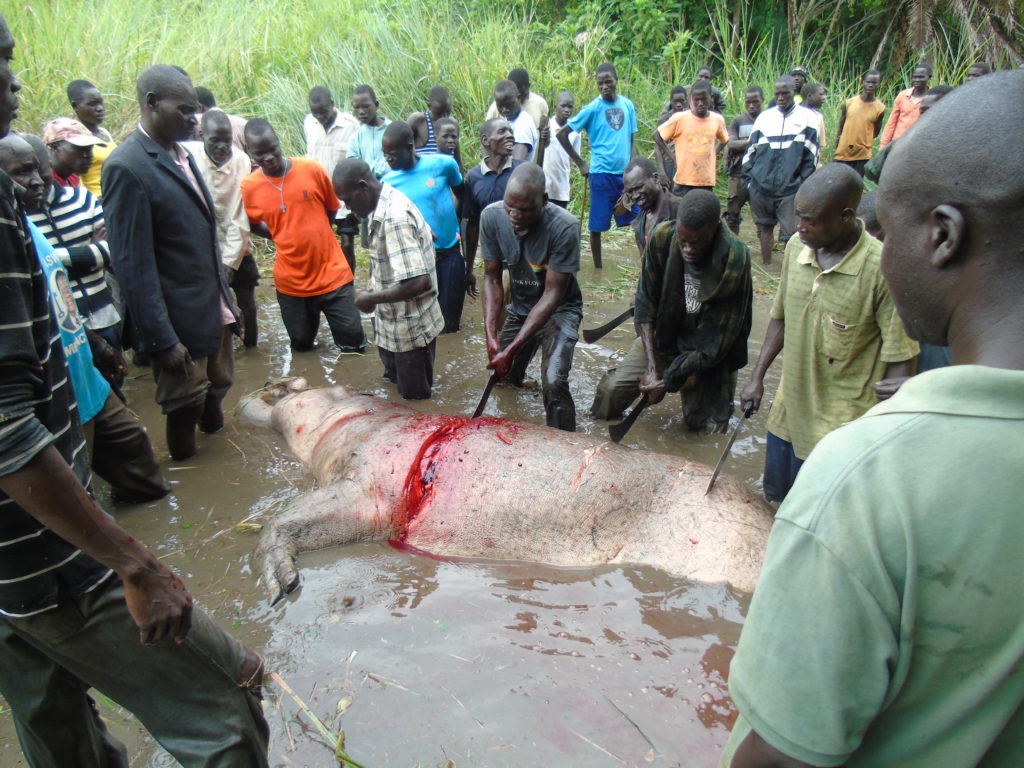Hippo Injures Two In Gulu, Killed, Locals Make Mad Dash for Meat