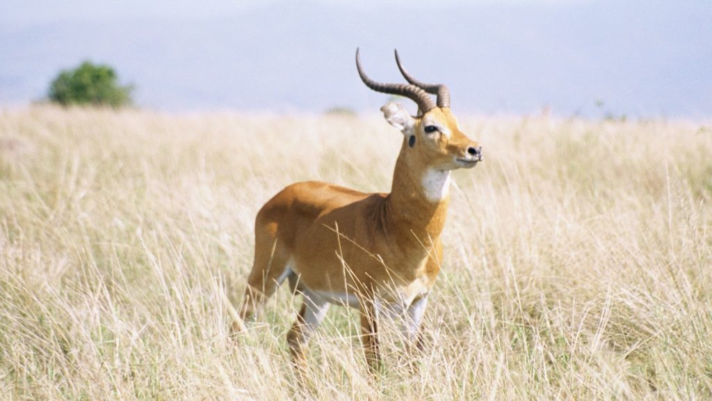 Amuru Court Fines Poachers 10m Shillings
