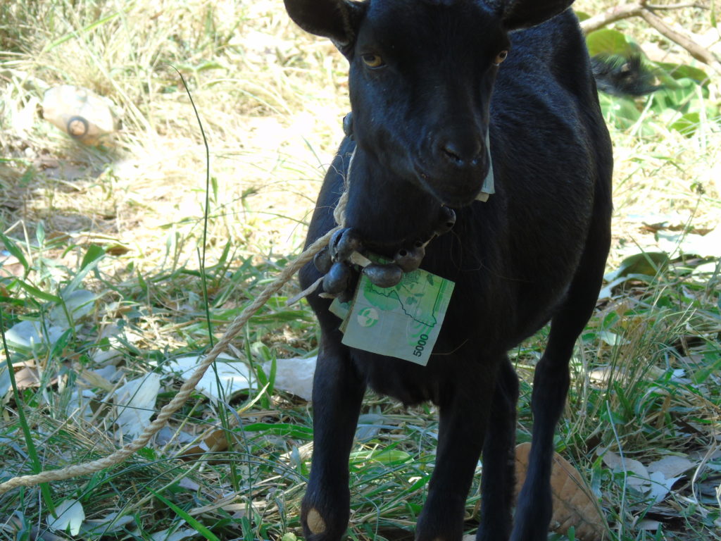 Drama As Goat  With 30,000 Shillings Dangling On Its Neck Surfaces In Omoro, Villagers Scatter In Fear