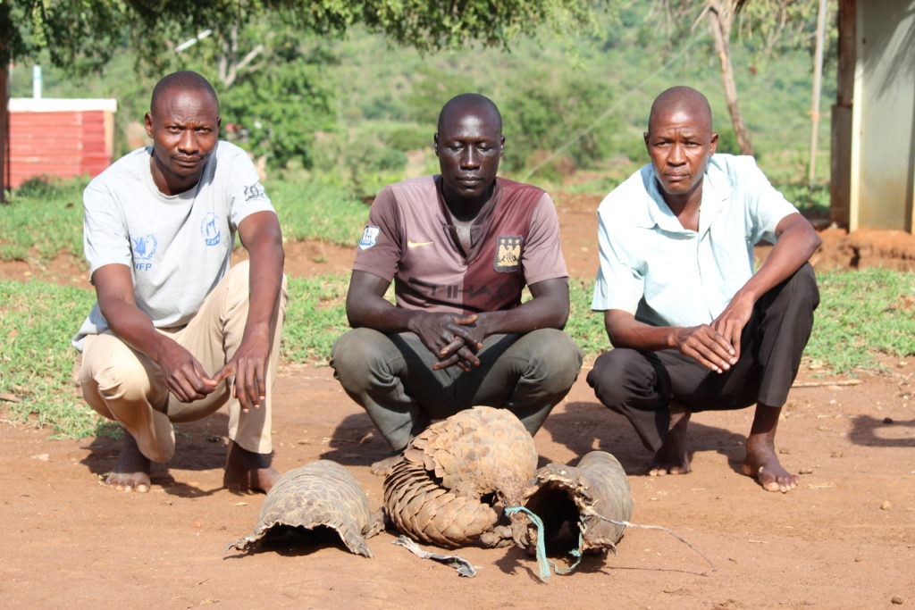 Police Officer, Nurse Arrested For Poaching Pangolin