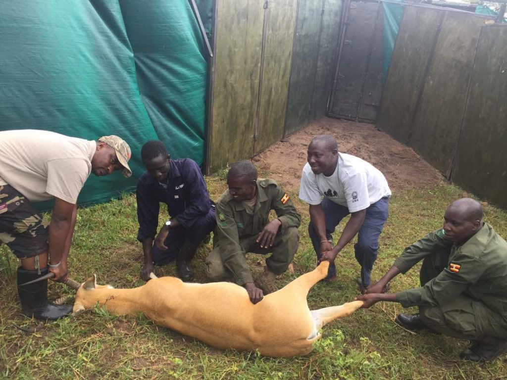 UWA Begins Relocation Of Over 100 Kobs  From Nwoya To Kidepo National Park