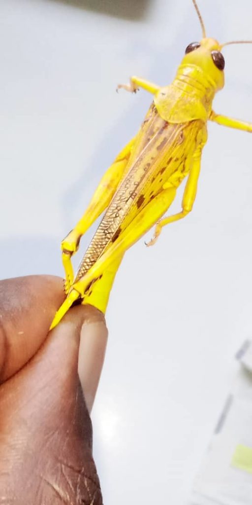 Communities Warned Against Eating Locusts