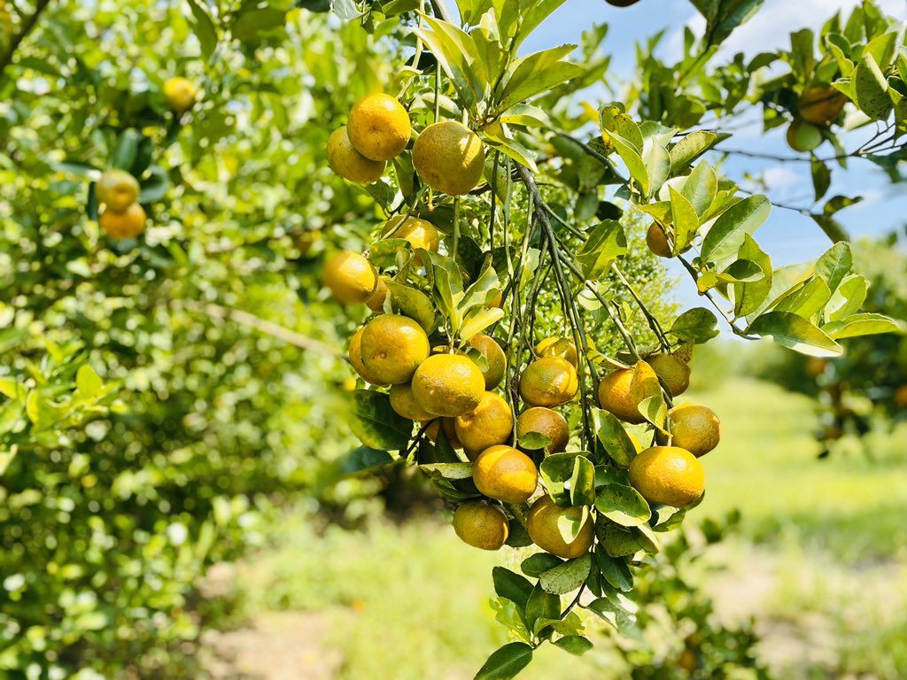 Gov’t Earmarks UGX 19bn For Construction of Nwoya Fruit Factory