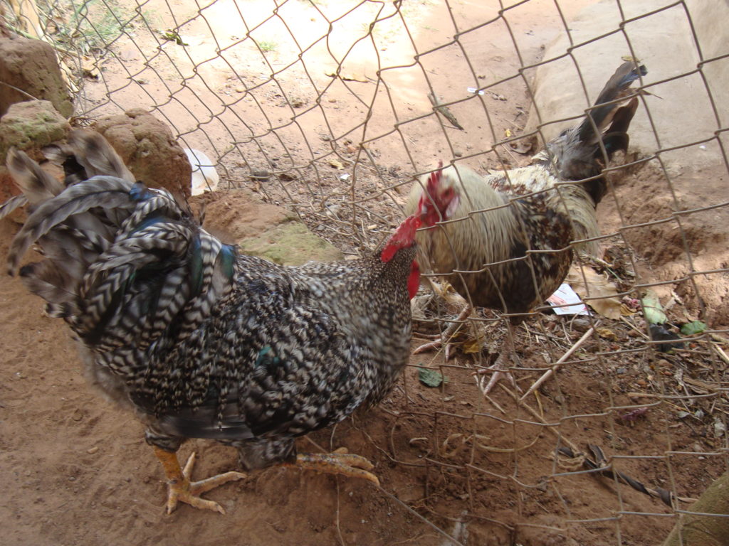 Amuru Man Gets 6-Months For Stealing Cock